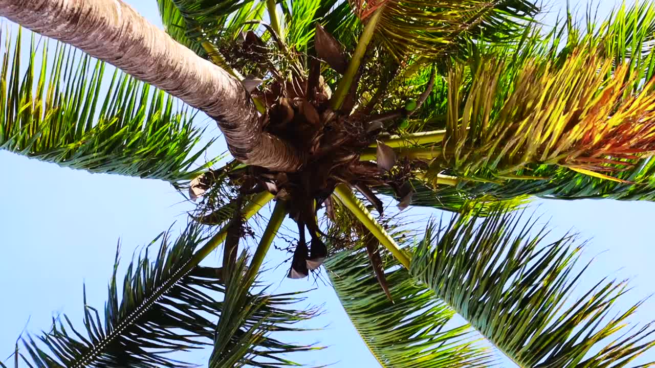 Palm Tree Under Blue Sky