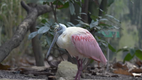 primer plano de una exótica espátula rosada de color rosa posada en una rama en la selva