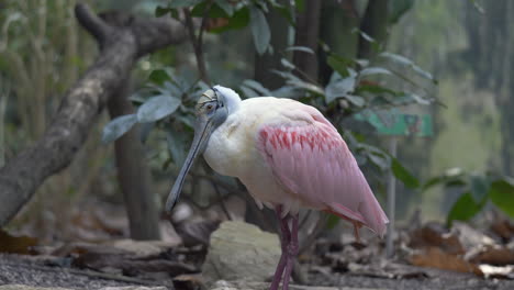 close up shot of exotic pink colored roseate spoonbill perched on branch in jungle