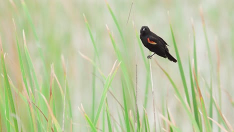 Rotgeflügelte-Amsel-Thront-Auf-Ast-Unter-Sägegras-Und-Ruft