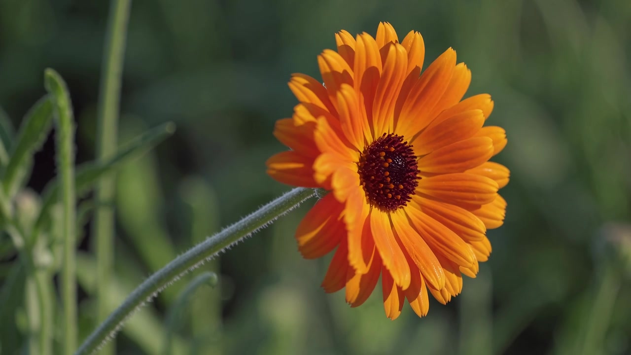 Fiore di Calendula Arancione Vibrante Che Sboccia in un Giardino