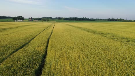 golden wheat field with farm in the background