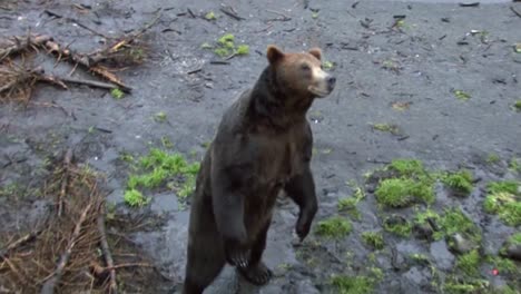 black bear stand up on his back feet