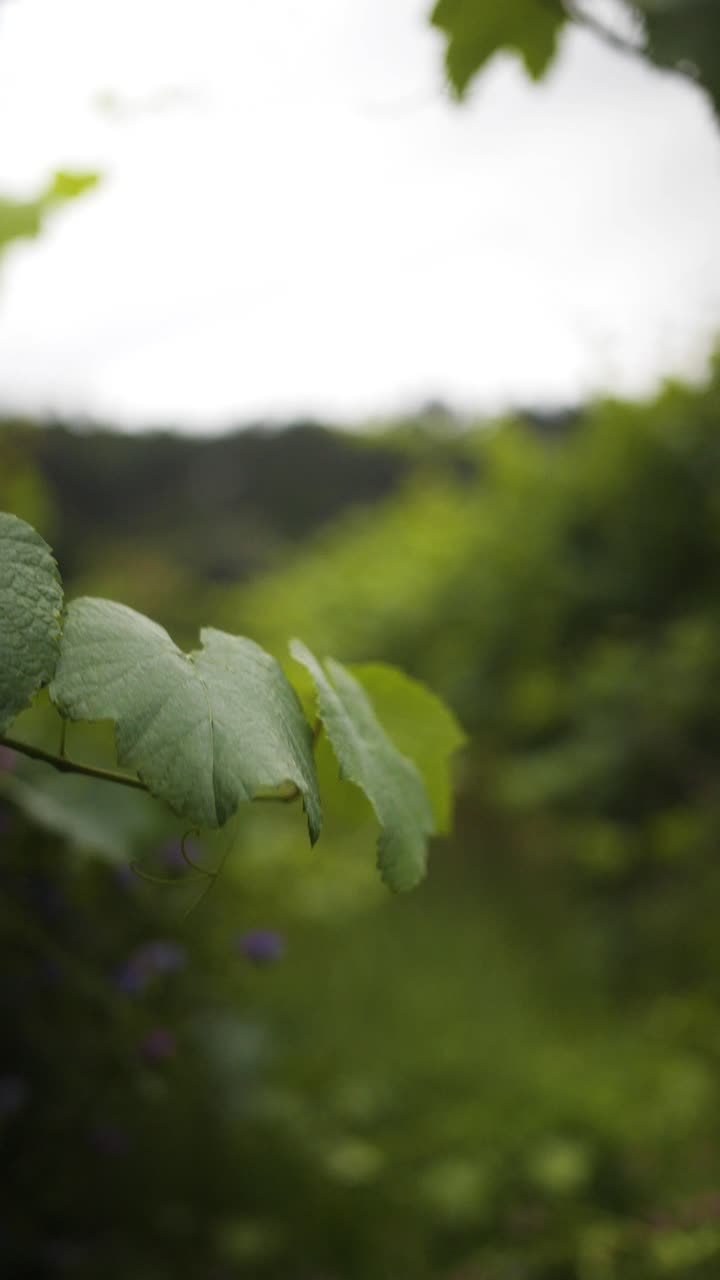 Close-up of Grape Leaves in a Vineyard