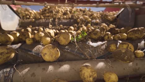 potatoes pouring from conveyor belt in slow motion.