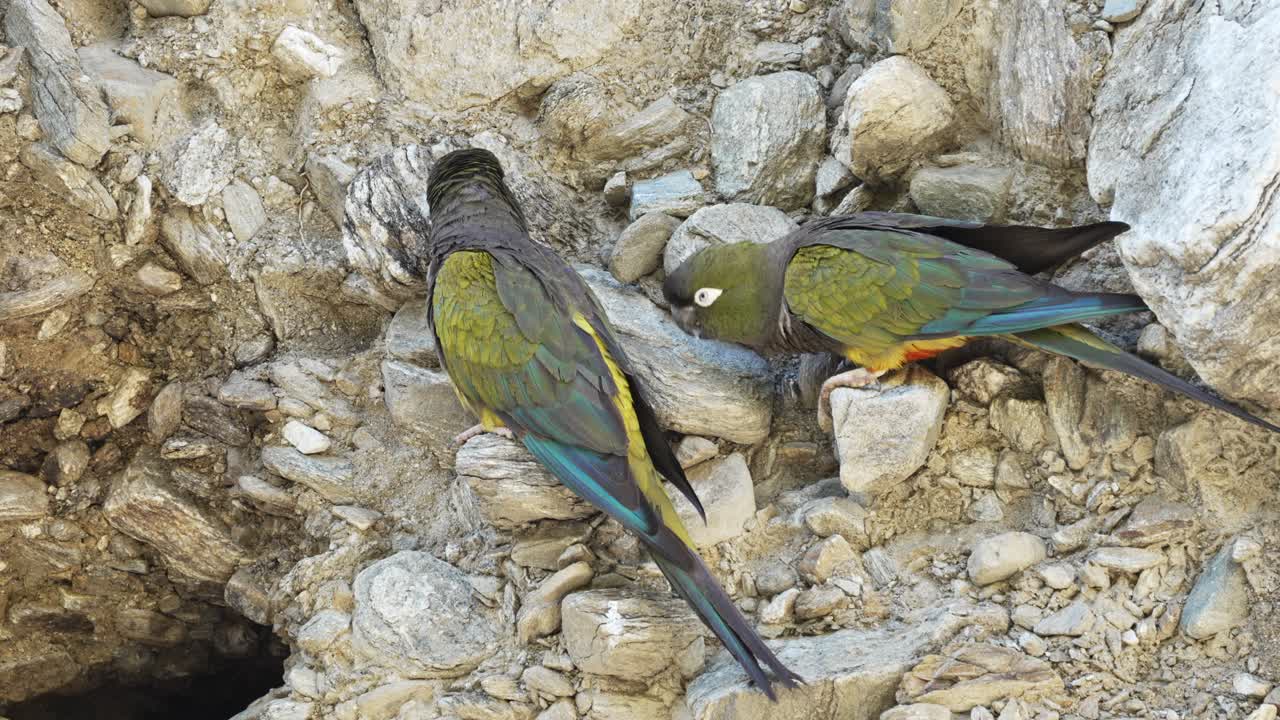 A nesting couple of burrowing parrots near their cave entrance on a cliff