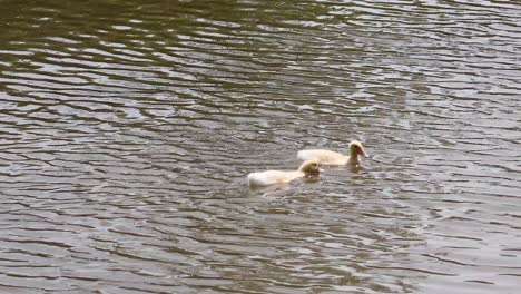 two ducks gracefully swim in calm river