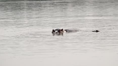 Baby-Hippo-emerges-next-to-her-mama