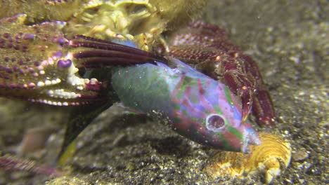 underwater-shot-of-blue-swimming-crab-feeding-on-bleeker's-parrotfish-at-night-on-sandy-bottom,-close-up-chewing-tools,-pan-to-the-prey