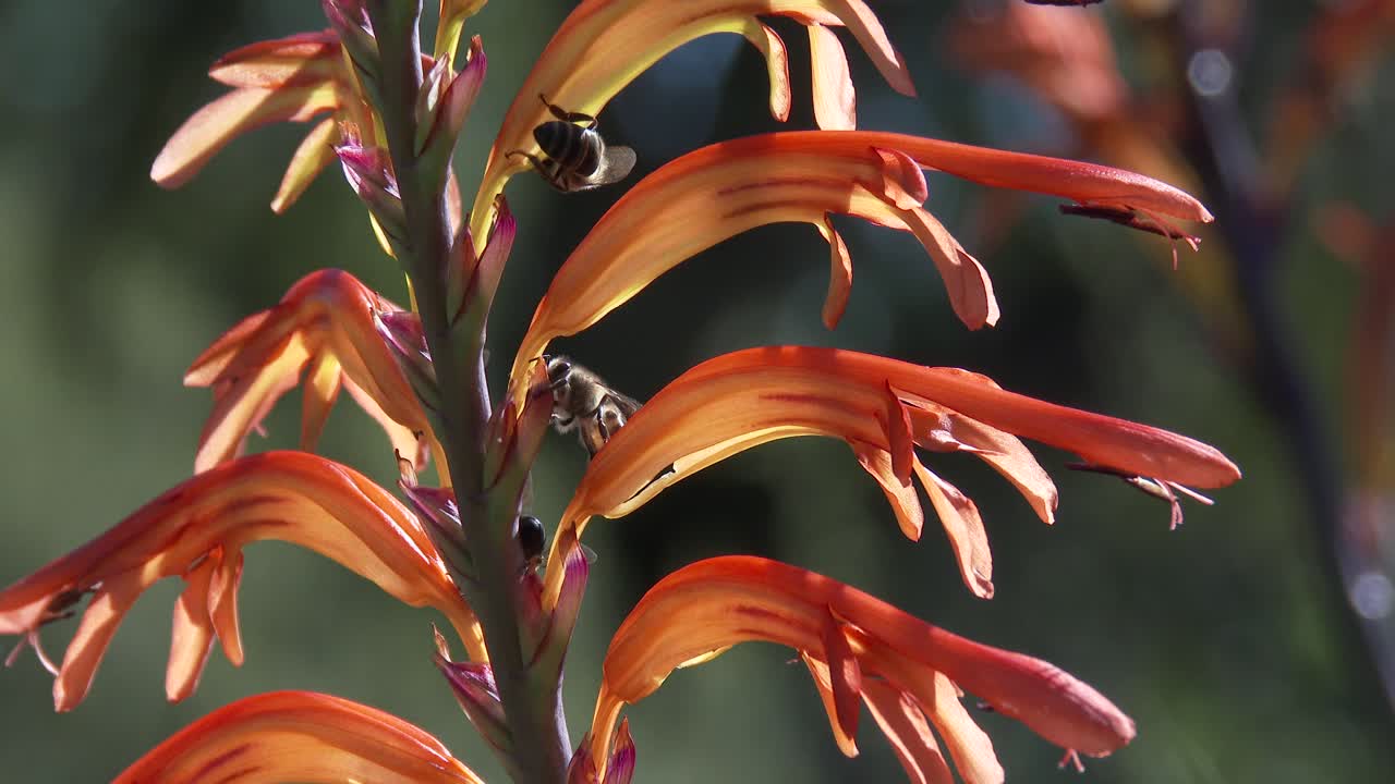 abejas de miel flotando y arrastrándose sobre una hermosa flor naranja y roja