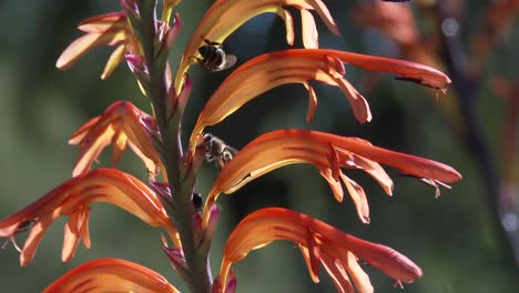 honey bees hovering and crawling over a beautiful orange and red flower