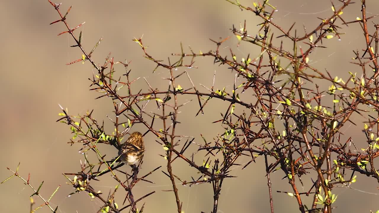 En lille sangfugl hviler blandt tætte, spirende tornefyldte grene mod en blød bokeh-baggrund.