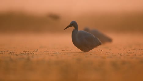 Egrets-Fishing-in-Sunrise-of-Winter