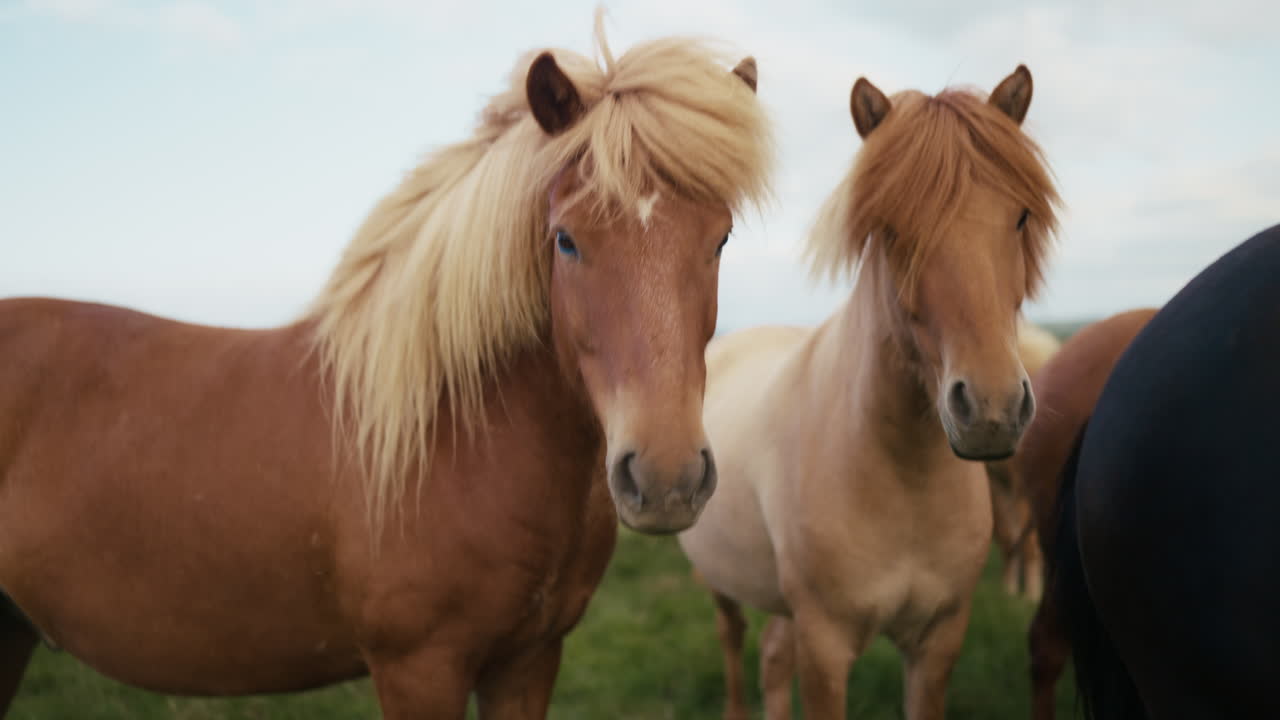 Medium close up of light color Icelandic horses outdoors in natural setting 01
