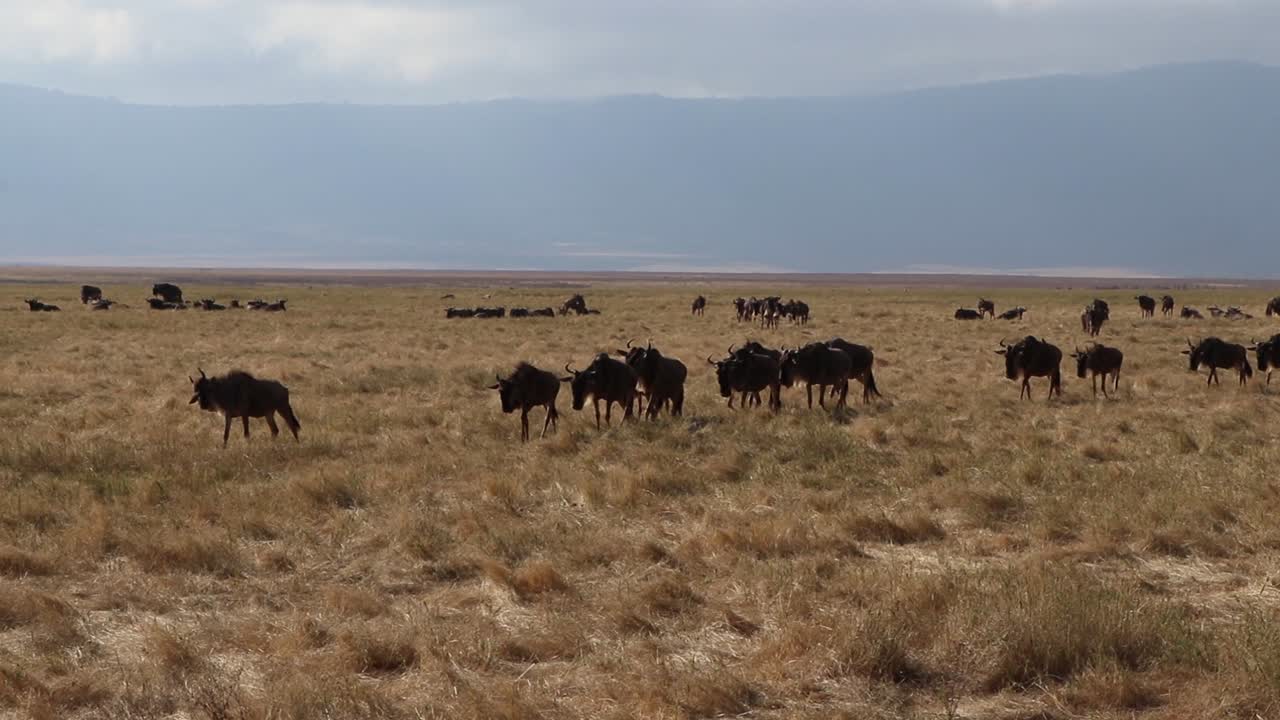 Wilderbeest Walking Through the Ngorongoro Crater in Slow Motion in Tanzania