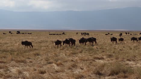wilderbeest caminando por el cráter ngorongoro en cámara lenta en tanzania