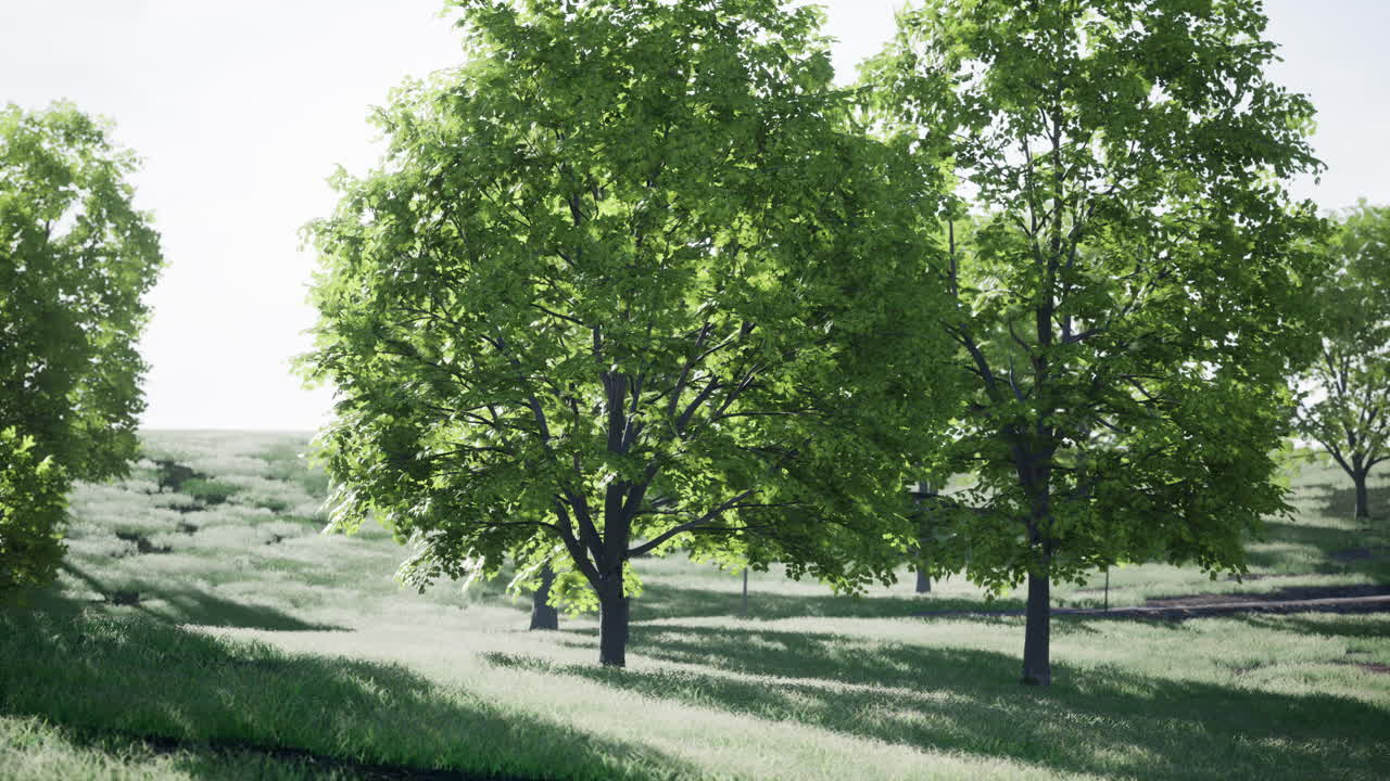 나무 들 이 있는 울창 한 초록색 들판 에서 이 비는 날