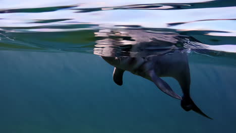 baby dolphin underwater
