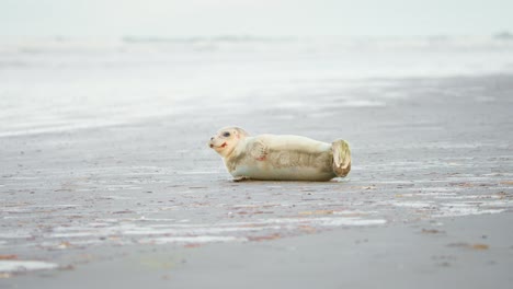 bebé foca del puerto descansando en la playa de arena gris después de comer, jadeando