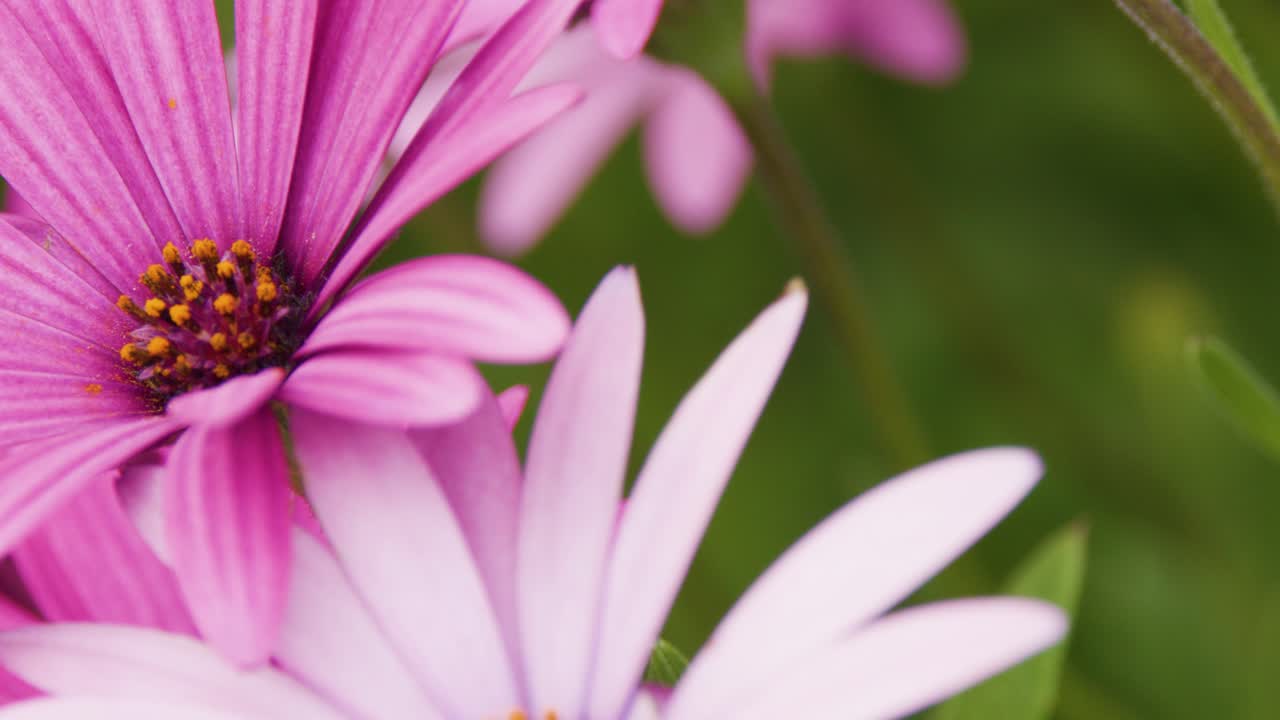 Macro di un fiore di margherita africana rosa, profondità di campo ridotta, luce naturale soffusa, movimento delicato della fotocamera