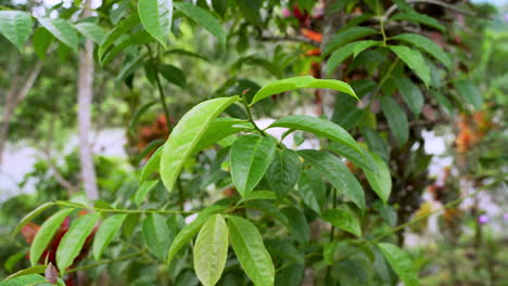 green guayusa leaves growing in ecuadorian rain forest during daylight