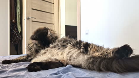 Main coon cat grooming itself in a static shot