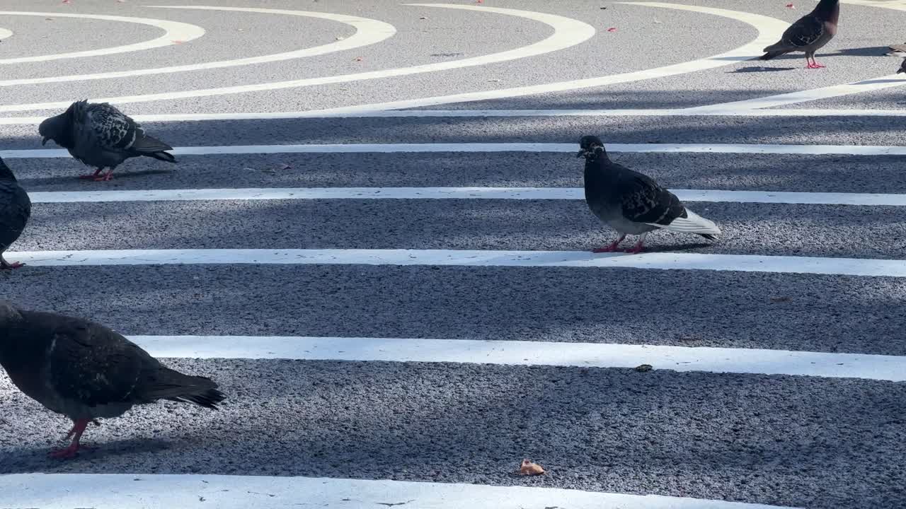도시 환경에서 제브라 교차로를 가로지르는 비둘기, 풍경을 비추는 빛