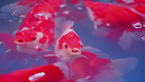 red ryukin goldfish swimming in clear water and going for air, vibrant colors