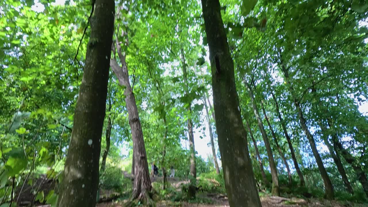 Lush green trees in Stirling, Scotland forest