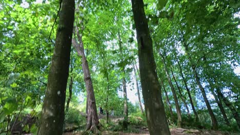 lush green trees in stirling, scotland forest