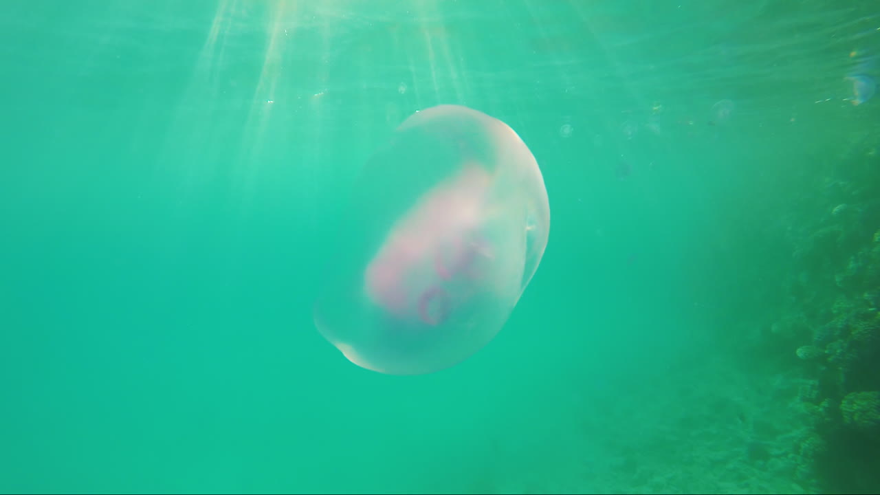 해파리는 햇빛 속에서 헤엄친다