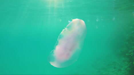 Jellyfish-Swims-In-The-Sunbeams