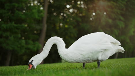 Einzelner-Schwan,-Der-Draußen-Weidet