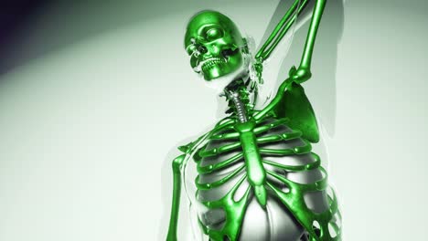 Human-Skeleton-Bones-Model-with-Organs