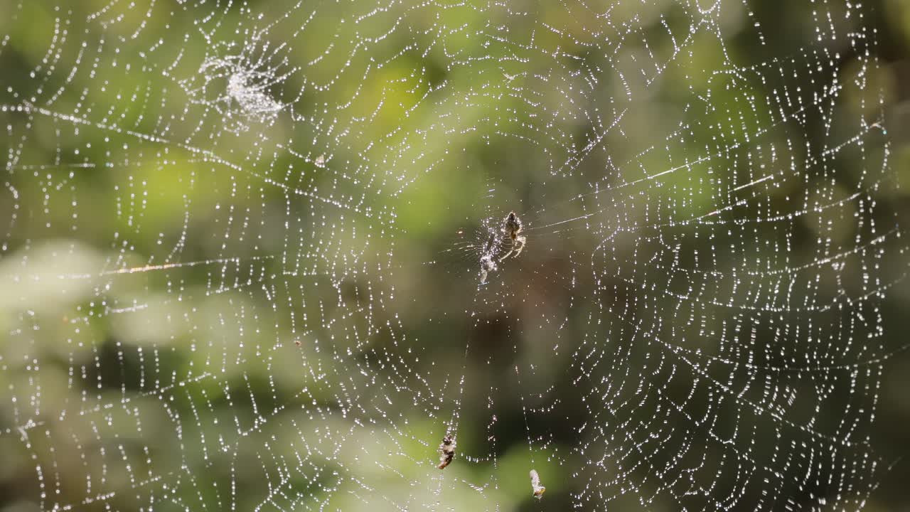거미줄 위의 비방울, 작은 비방울 속의 거미줄.