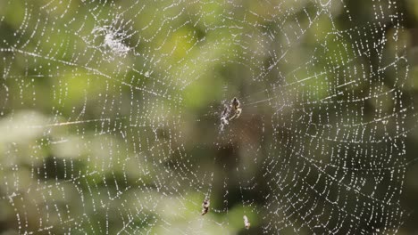 gotas de lluvia en la telaraña, telarañas en pequeñas gotas de lluvia.