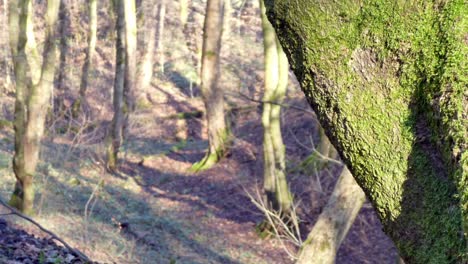 View-to-pathway-reveal-behind-mossy-woodland-forest-tree-trunks,-Sunshine-shining-through-branches