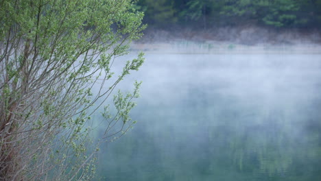 早晨的雾在平静的静水中移动,前景是绿色树,静态