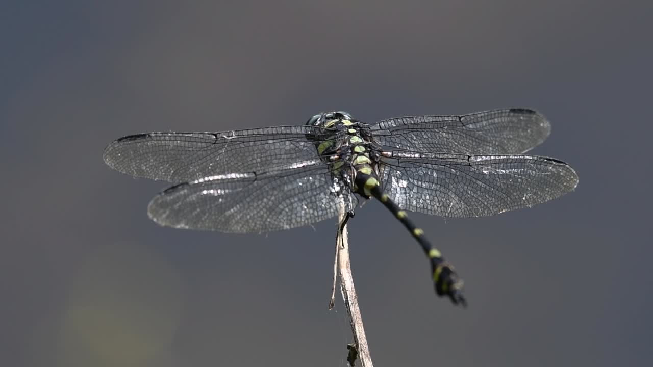 일반적인 flangetail 잠자리는 태국과 아시아에서 흔히 볼 수 있습니다.