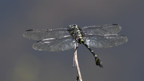 Die-Gemeine-Flanschschwanzlibelle-Kommt-Häufig-In-Thailand-Und-Asien-Vor