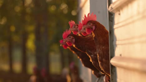 brown hens peeking out of chicken coop with sunrise reflecting off barn walls in slow motion at dawn