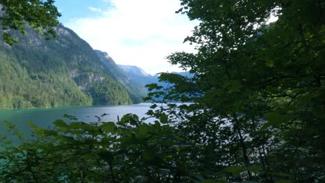 forest wiith trees at king's lake, königssee in germany, bavaria