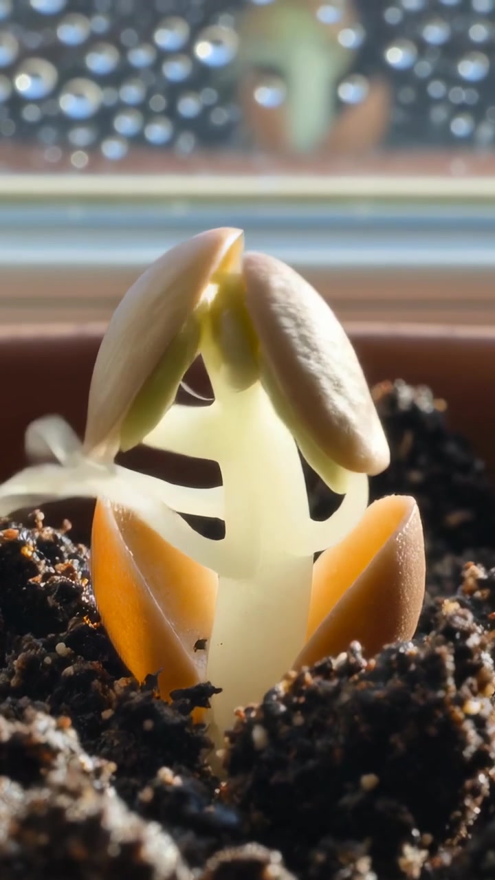 Video verticale: Embrione che spinge e divide le metà del seme, piantina che emerge in un vaso di terracotta sul davanzale per la luce