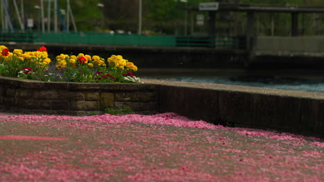 Cherry-blossom-petals-flying-in-the-wind-and-falling-on-the-pedestrian-road-near-the-sea