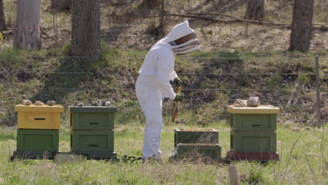 beekeeping - beekeeper removing a frame for inspection in an apiary, wide shot