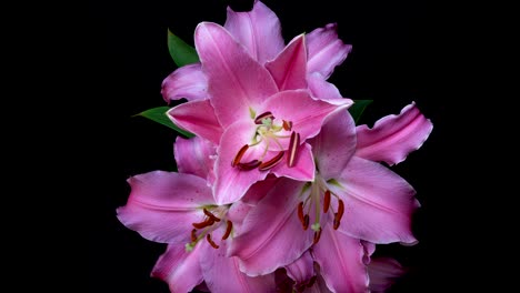 flowering lily