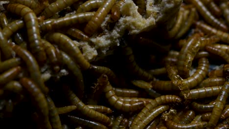 The-Mealworm-is-a-species-of-Darkling-Beetle-used-to-feed-pets-like-fish,-snakes,-birds,-and-frogs