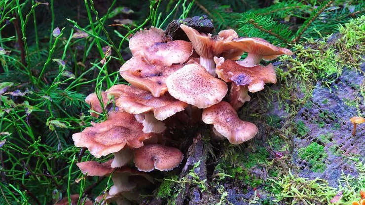 Bright coloured mushrooms growing on a dead tree in a forest in Germany in autumn