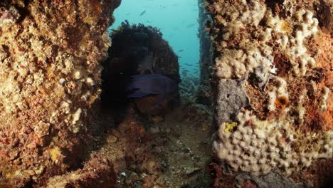 Southern-Blue-Devil-Fish-Paraplesiops-Meleagris-Endemisch-Südaustralien-4k-Zeitlupe