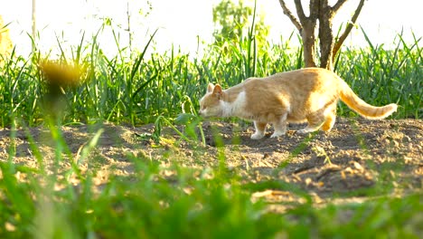 the cat walks around the garden